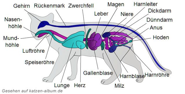 lxk_anatomie