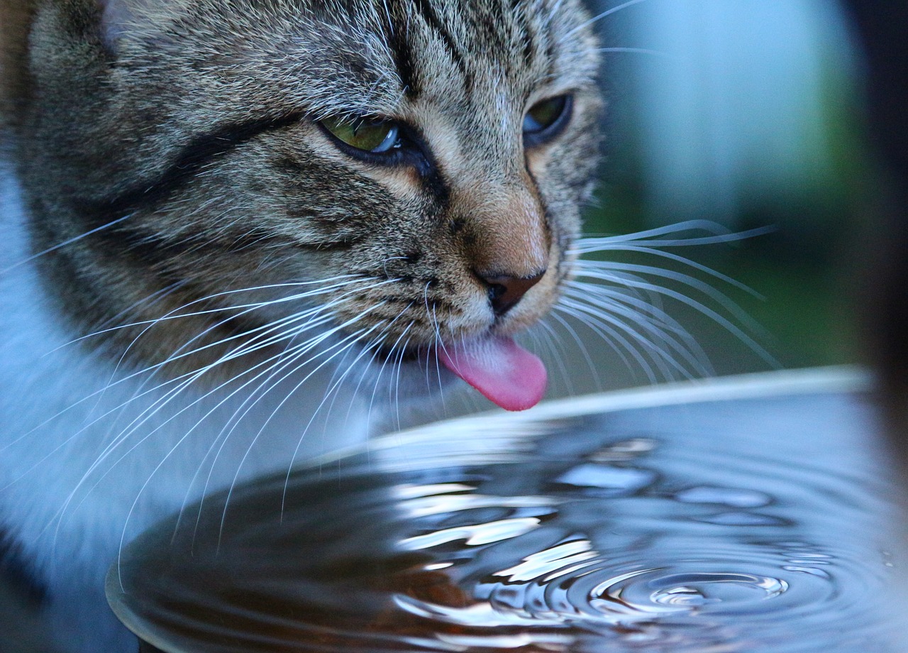 Dehydration Katze Symptome
