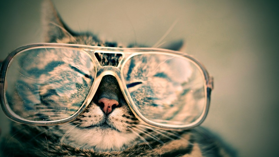 cat-984097_960_720