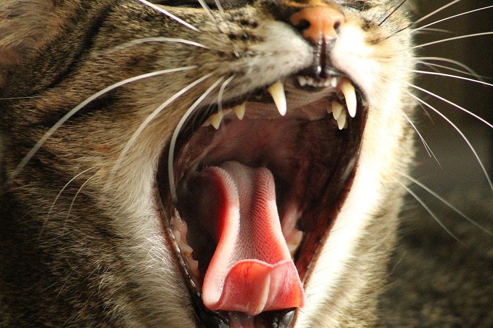 Dieses Foto zeigt eine Katze, die die Zähne fletscht.