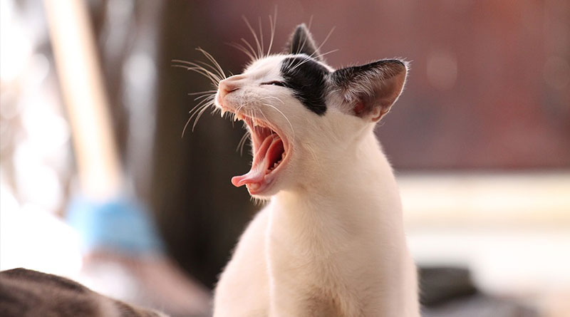 Bei Katzen die Zahnpflege