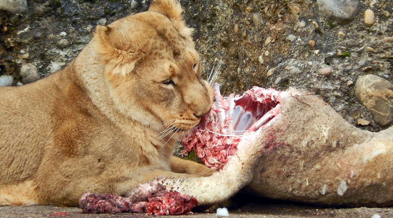 Löwe frisst rohes Fleisch im Zoo