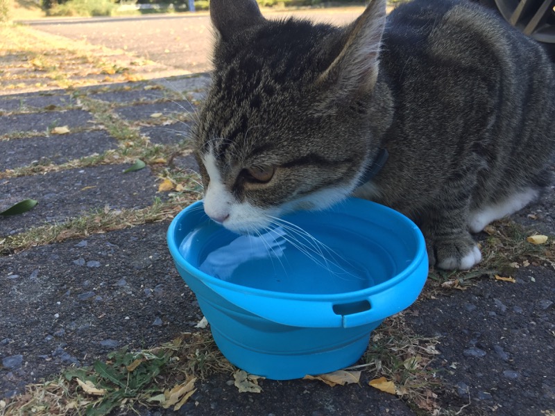 kranke-katze-parkplatz_02