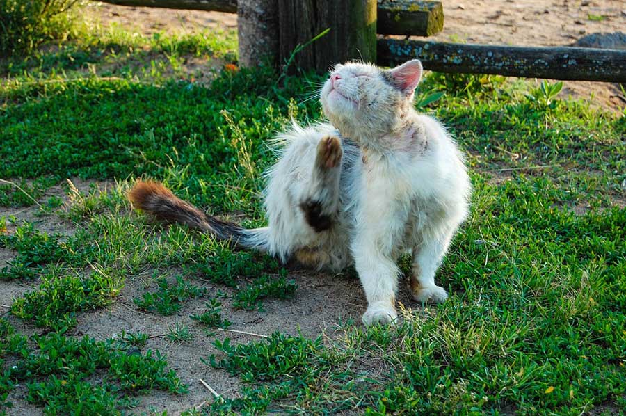 steunende-kranke-katze